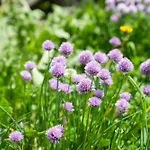 Beim Rauter - Emberger Alm