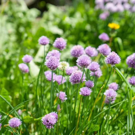 Beim Rauter - Emberger Alm