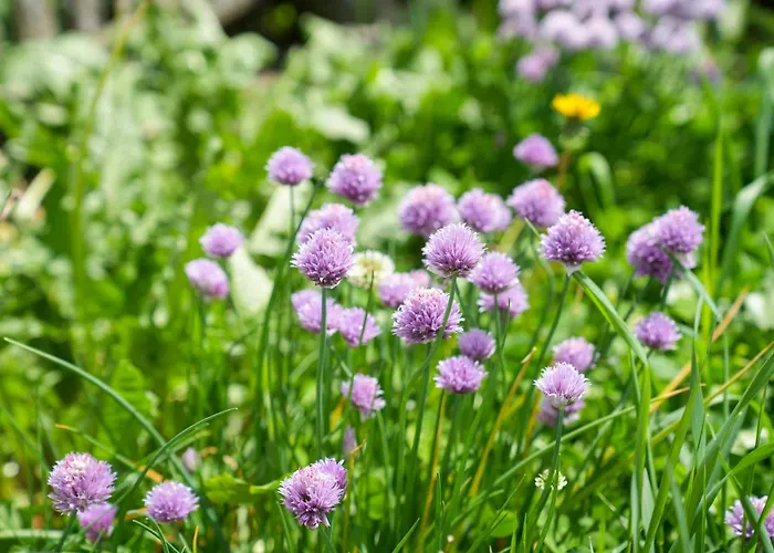Beim Rauter - Emberger Alm